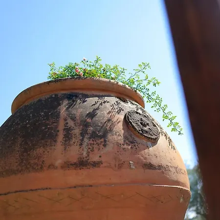 Guarnaschelli Scandicci