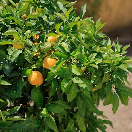 Guarnaschelli