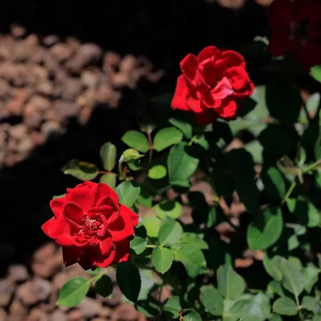 Guarnaschelli Κατάλυμα σε φάρμα *